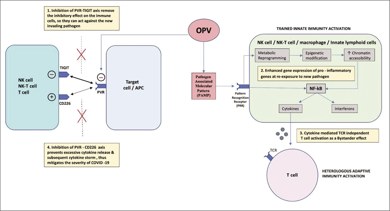 Mechanisms by which OPV confers immunity against SARS-CoV-2 and mitigates its severity (1) OPV inhibits PVR/CD155 receptor and its downstream binding with TIGIT, thereby removing its immuno-inhibitory effect on NK cells and T cells, so they are in active state to combat invading pathogen. (2) OPV stimulates trained innate immunity by activating PRR through PAMP. PRR initiates metabolic reprogramming and epigenetic modifications which increase the chromatin accessibility for rapid binding of transcription factor at promoter and enhancer region of pro-inflammatory gene, thus resulting in enhanced gene expression and heightened response on re-exposure to invading pathogen by increase release of cytokines and interferon through activation of NF-kB pathway. (3) Increase cytokine release in the adjacent microenvironment mediates TCR-independent activation of T-cell as a bystander effect, despite the weak binding of PV antigen to TCR. (4) OPV inhibits PVR and its binding to CD226 which is a costimulatory molecule, thereby preventing excessive cytokine release and subsequent cytokine storm, thus mitigating the severity of COVID-19. OPV: Oral poliovirus, APC: Antigen-presenting cell, TCR: T-cell receptor, NK cell: Natural killer cell, NK-T cell: Natural killer T-cell, NF-kB: Nuclear factor kappa beta, PV: Poliovirus, PVR: Poliovirus receptor, TCR: T-cell receptor, PAMP: Pathogen-associated molecular pattern, PRR: Pattern recognition receptor.