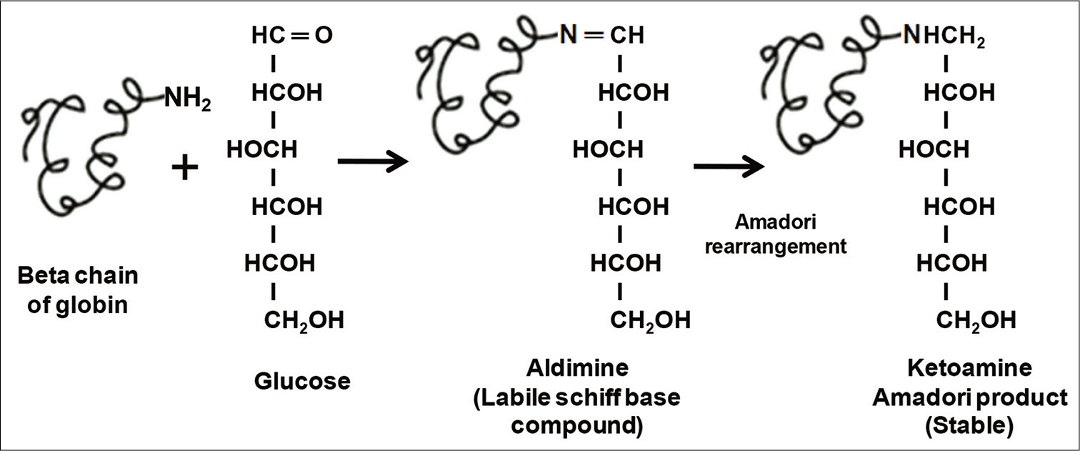 Mechanism of non-enzymatic glycosylation of hemoglobin.