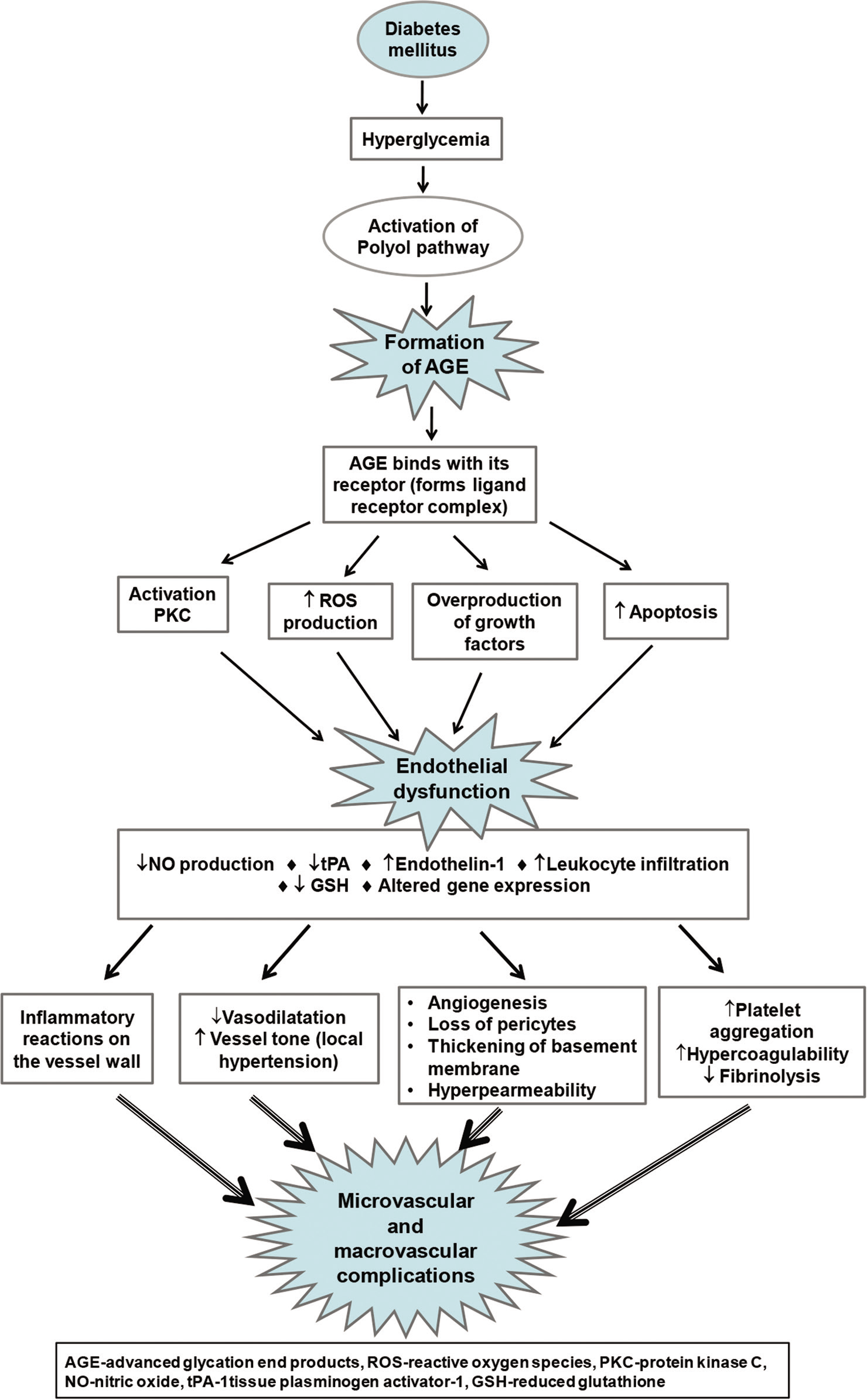 Potential mechanisms of pathogenesis for diabetes-associated endothelial dysfunction and progression of microvascular and macrovascular disease.